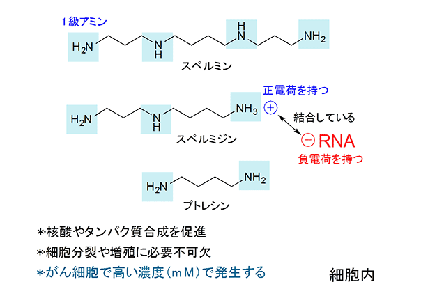 アミド化反応