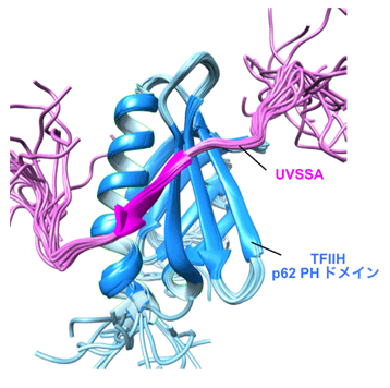 DNA