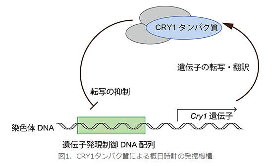 理化学研究所