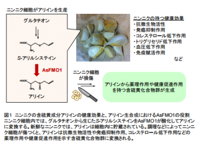 アリイン