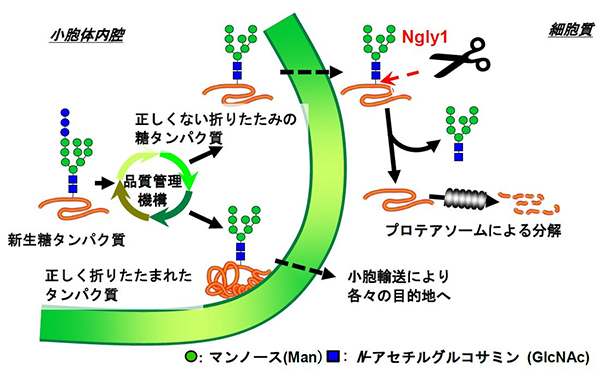 NGLY1欠損症