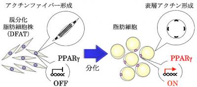 アクチン細胞骨格