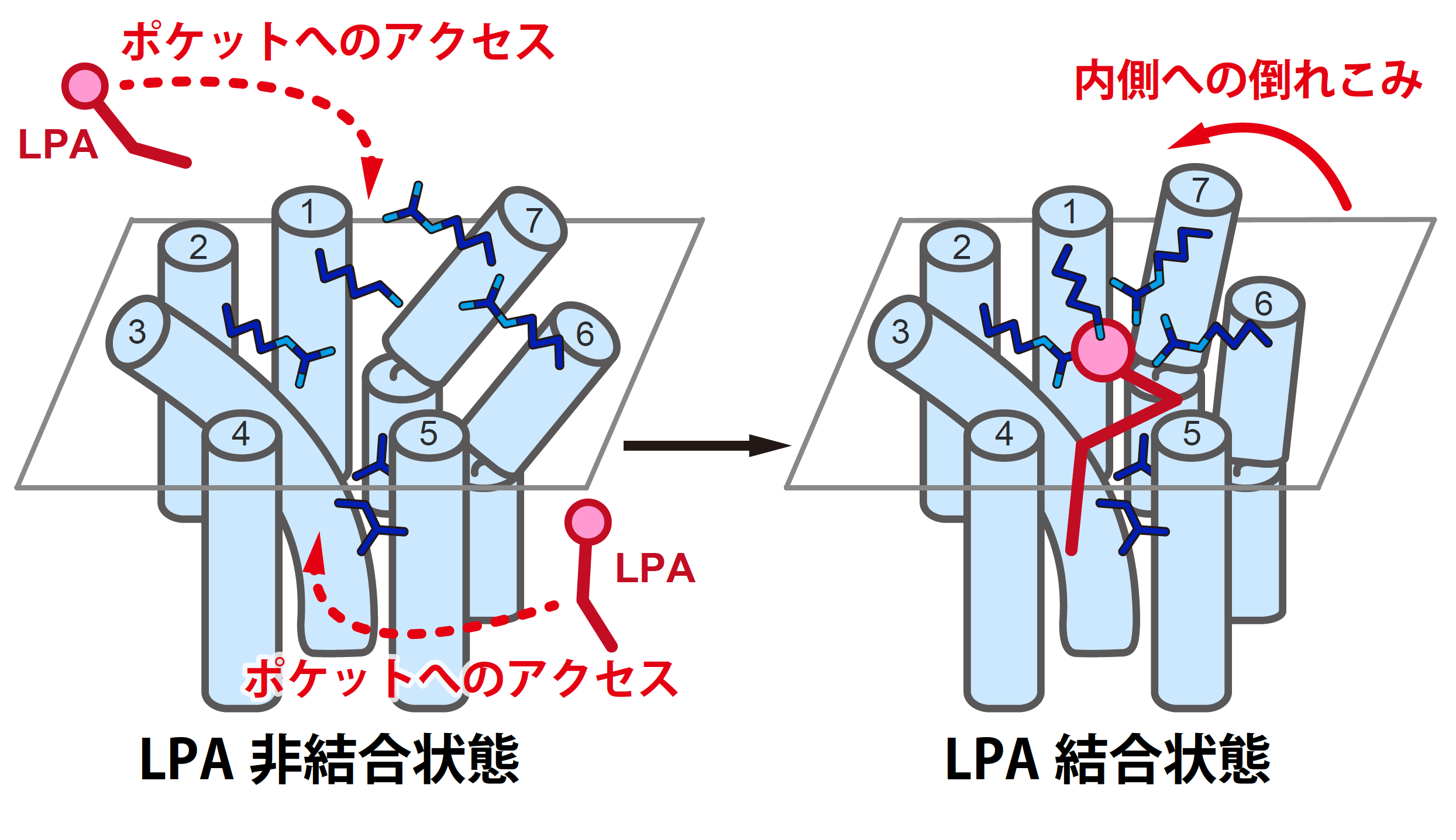 LPA