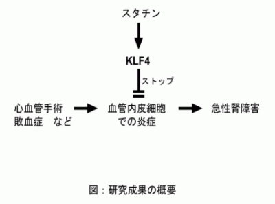 KLF4