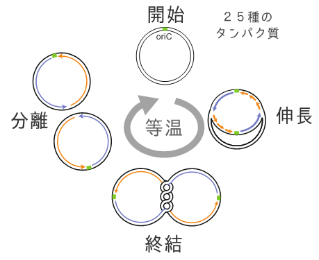 DNA増幅技術