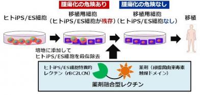 iPS細胞